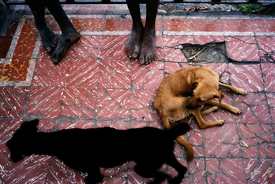 Two dogs on a tile floor. 