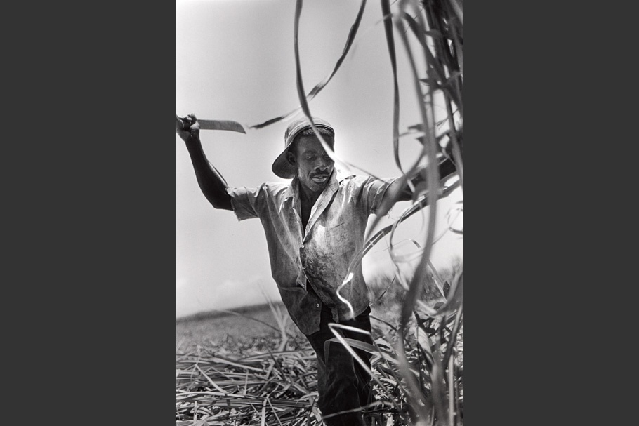 A worker cutting sugarcane.