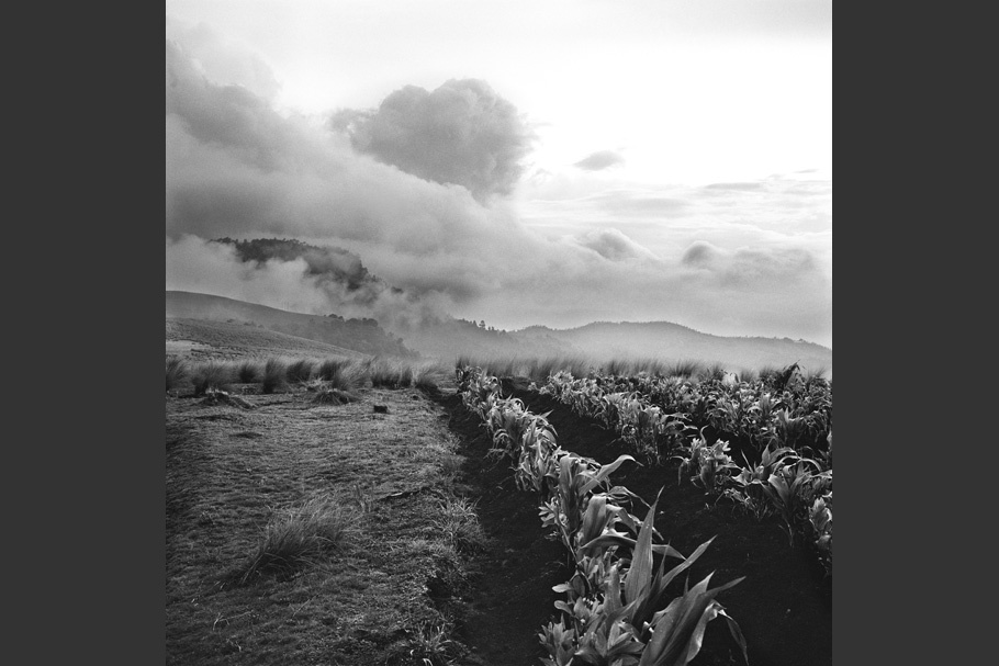 A landscape with crops and dramatic clouds.
