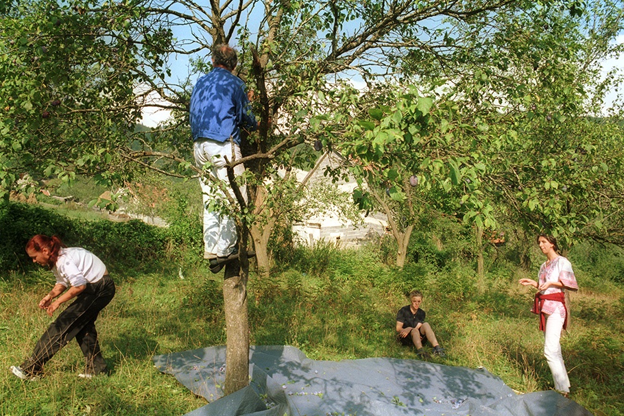 Four people picking plums from a tree.