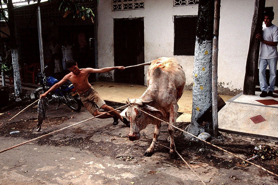 A man pulling a cow.