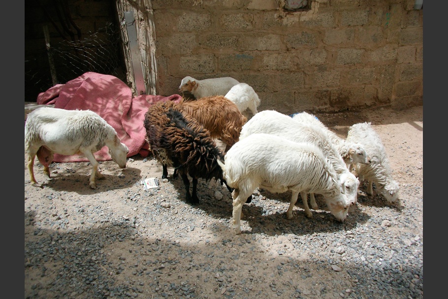 A group of sheep.