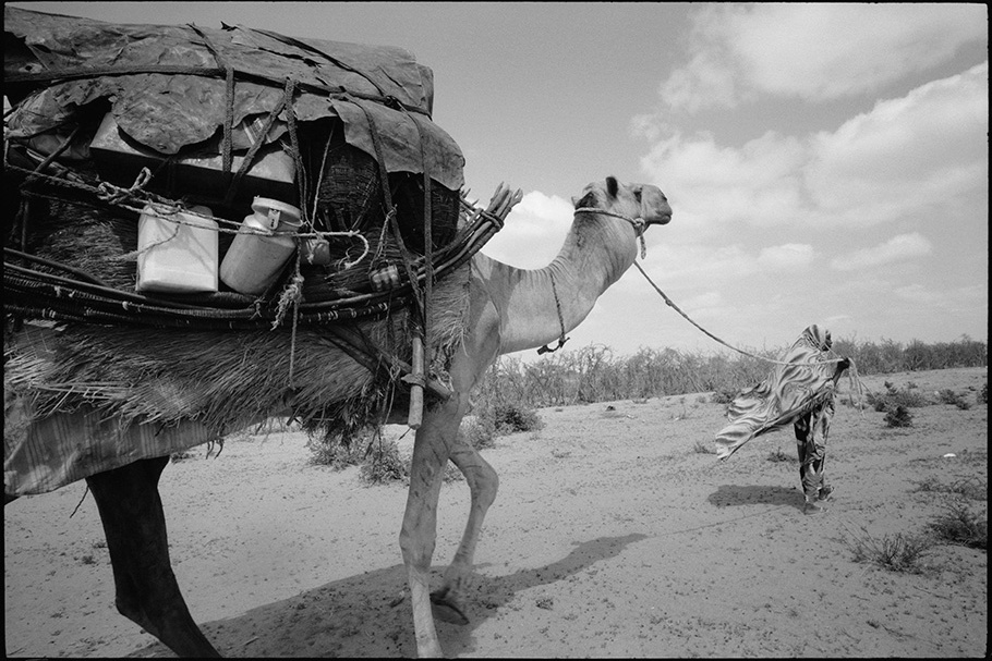Camel with supplies.