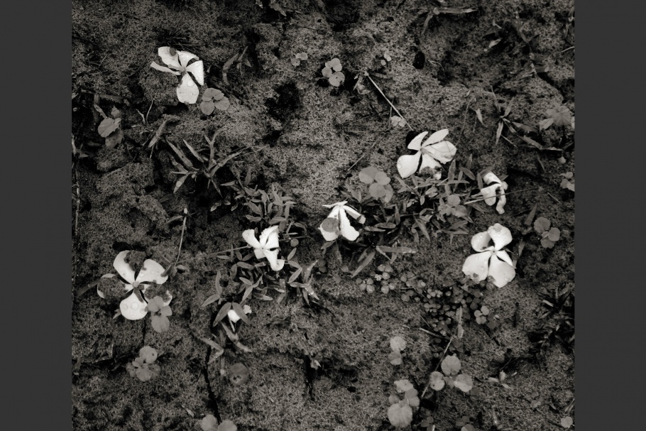 Flowers on the ground