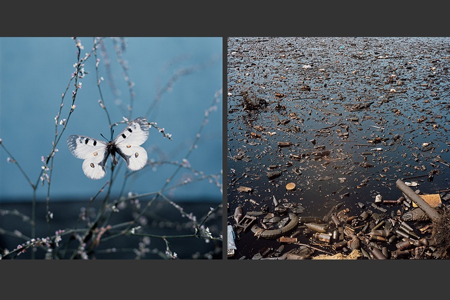 An image of a butterfly next to an image of a polluted lake.
