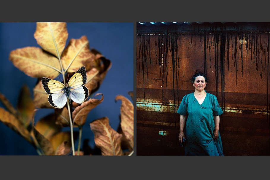An image of a butterfly next to an image of a woman.
