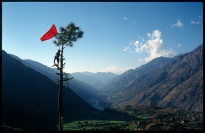 Tree with man and red flag.