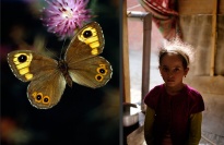 An image of a butterfly next to an image of a girl.